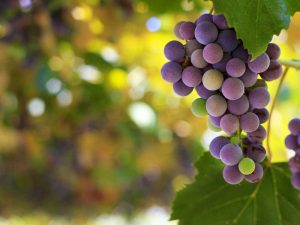 wine grapes